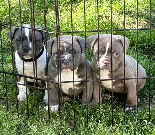 American Pitbull Puppies