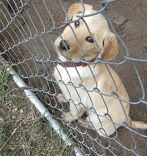AKC Labrador retriever pup